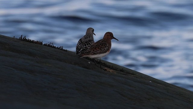 Bécasseau sanderling - ML622220561