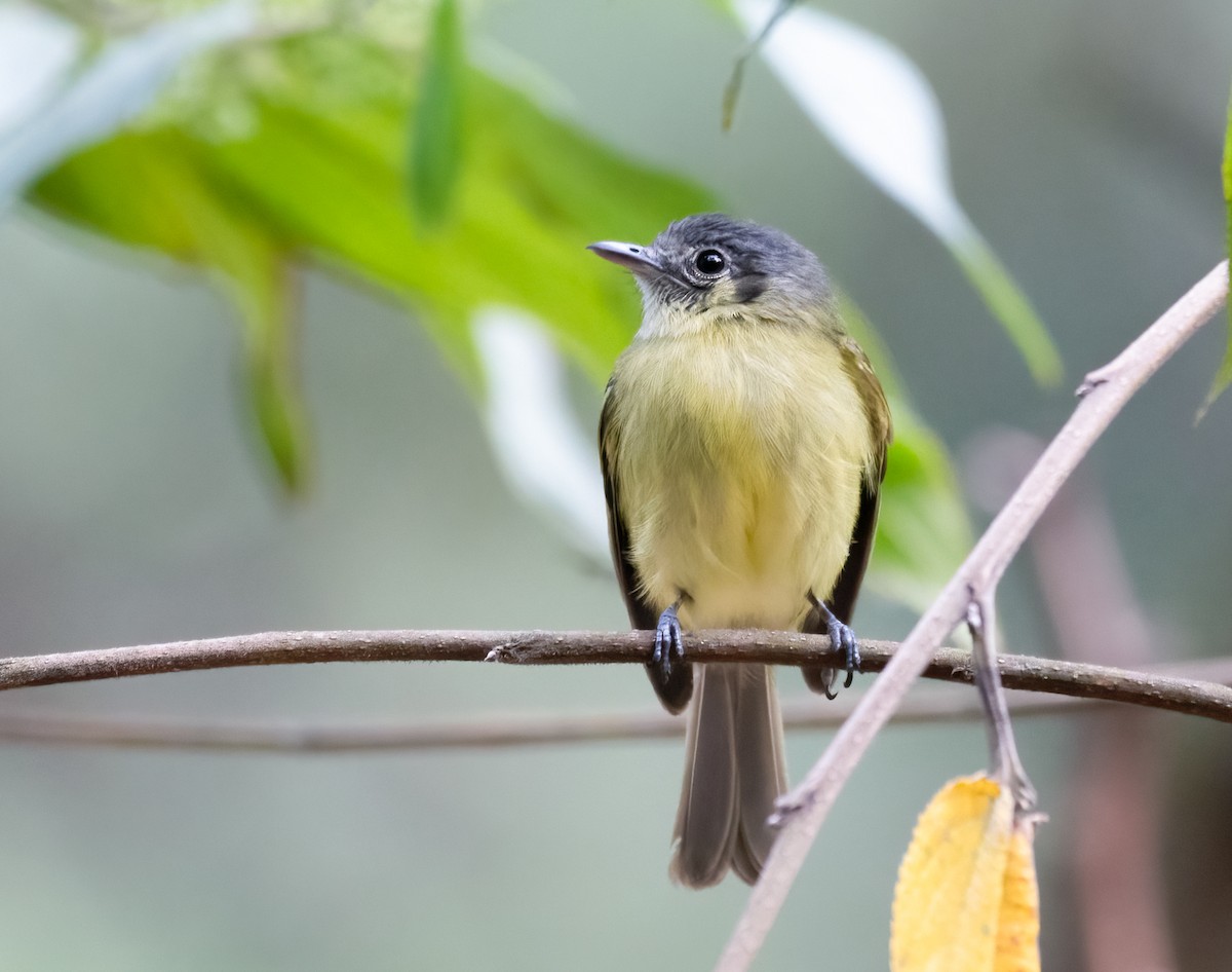 Ashy-headed Tyrannulet - ML622220592