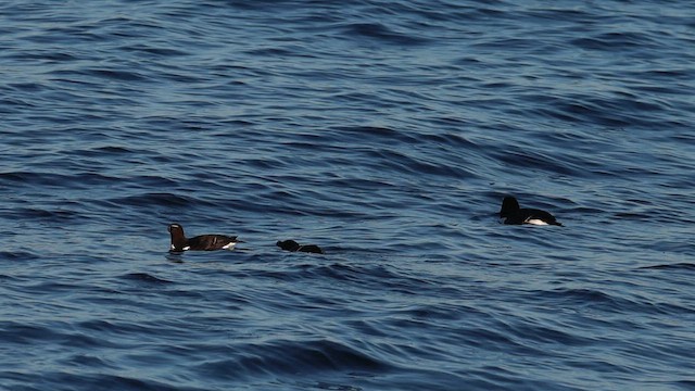 Razorbill - ML622220599