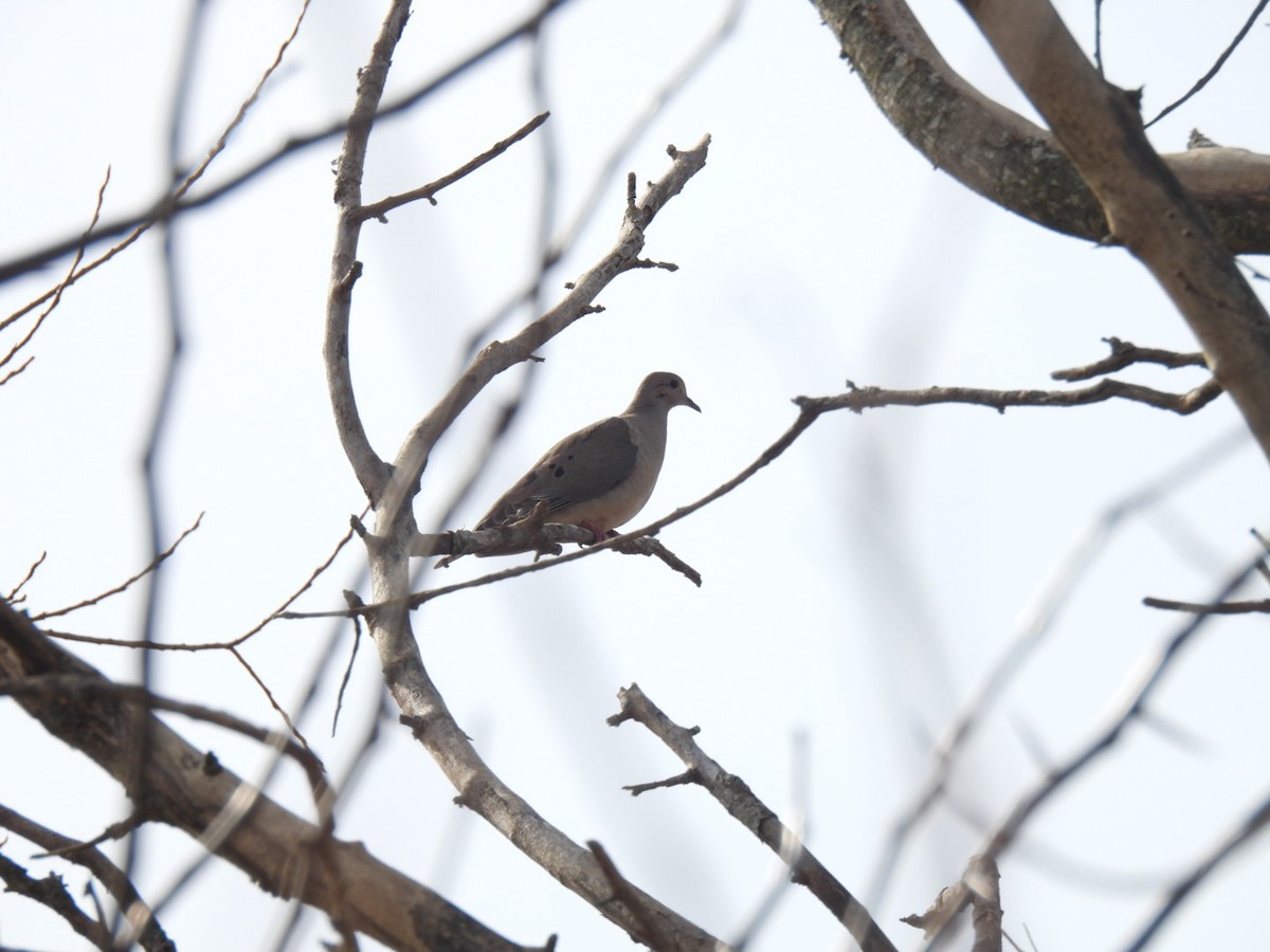 Eared Dove - ML622220717