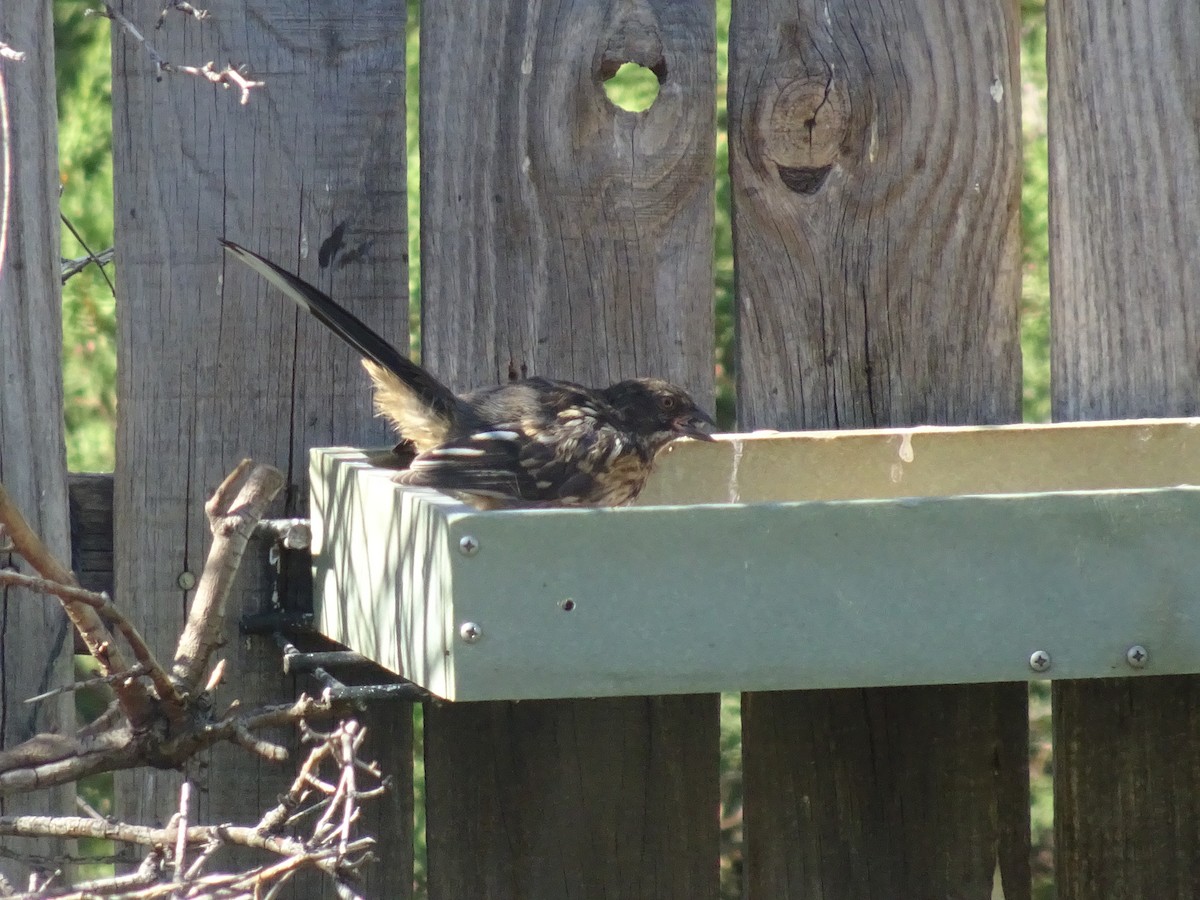 Spotted Towhee - ML622220817