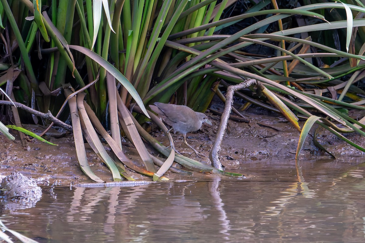 Pale-vented Bush-hen - ML622220833