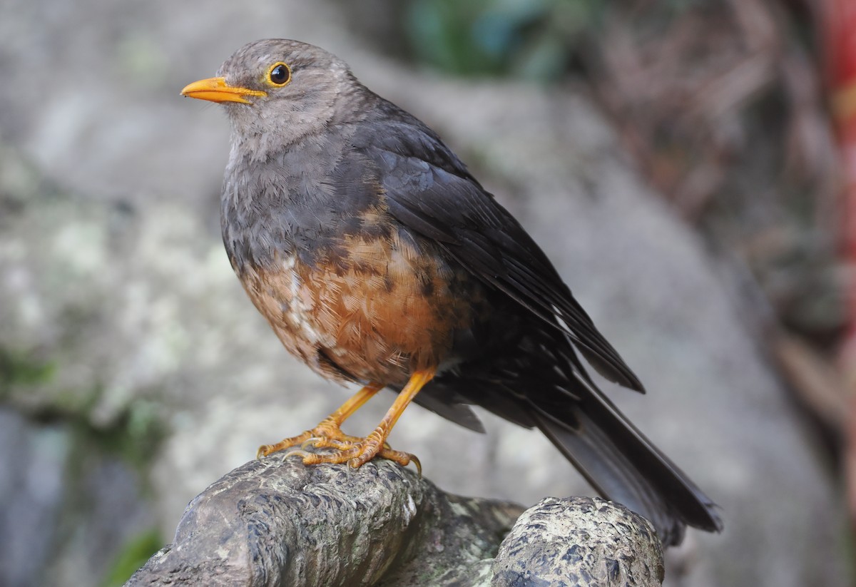 Island Thrush (Sumatran) - ML622220834