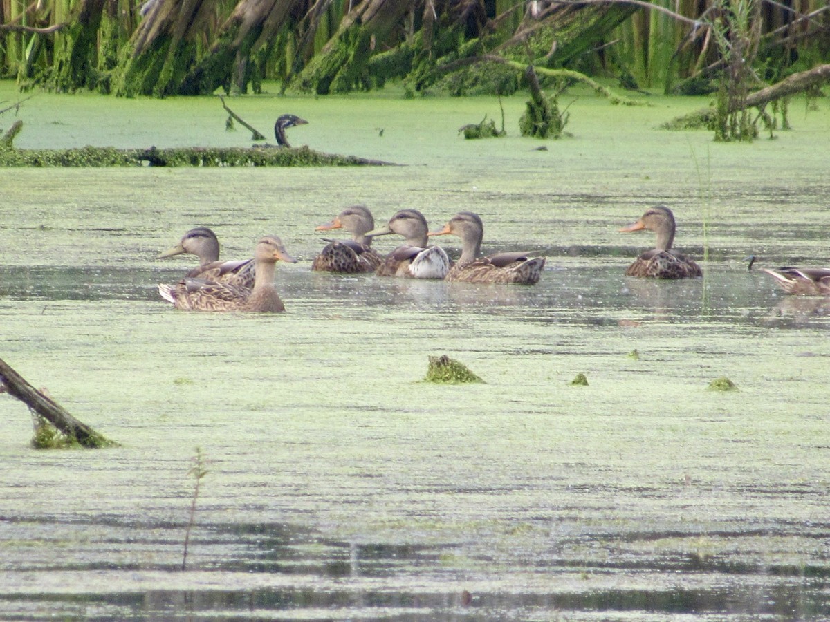 Pied-billed Grebe - ML622220835