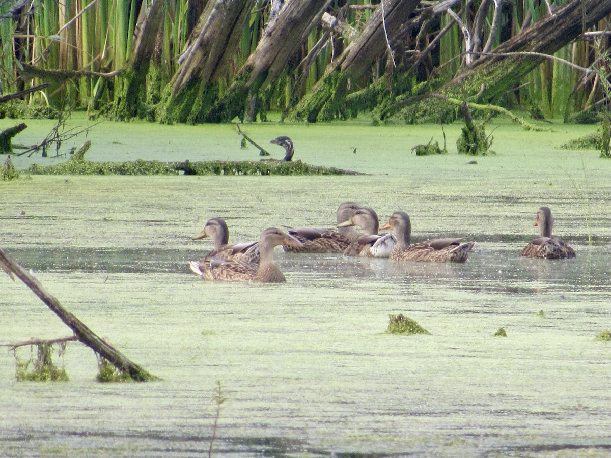 Pied-billed Grebe - ML622220836