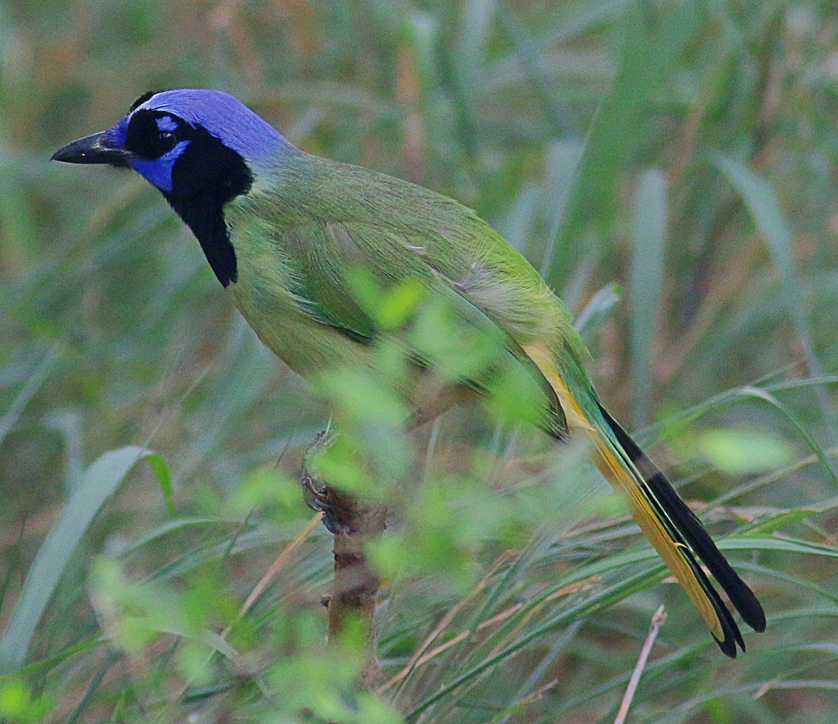 Green Jay - ML622220843