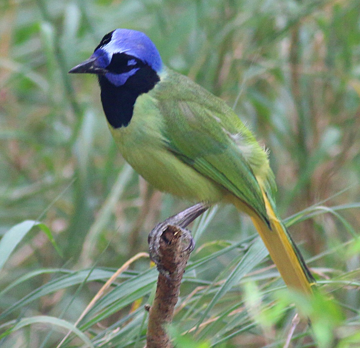 Green Jay - ML622220844