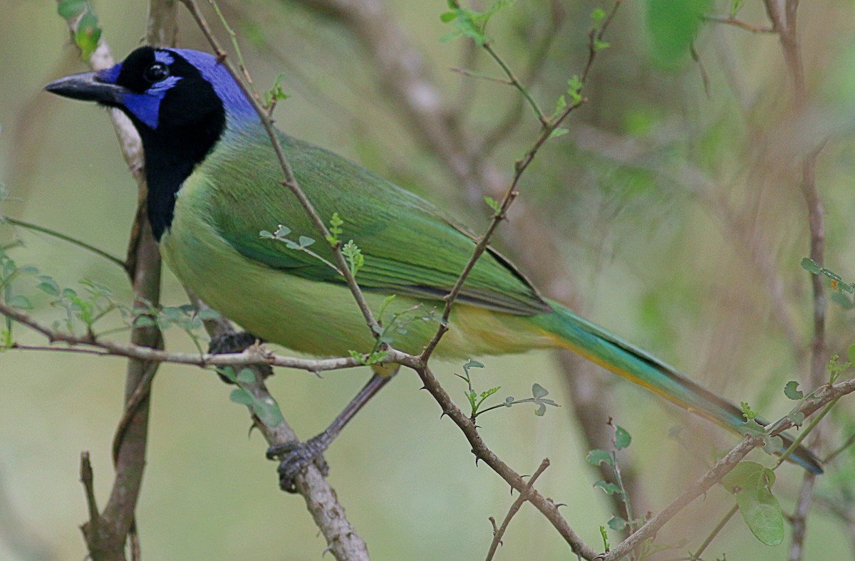 Green Jay - ML622220845