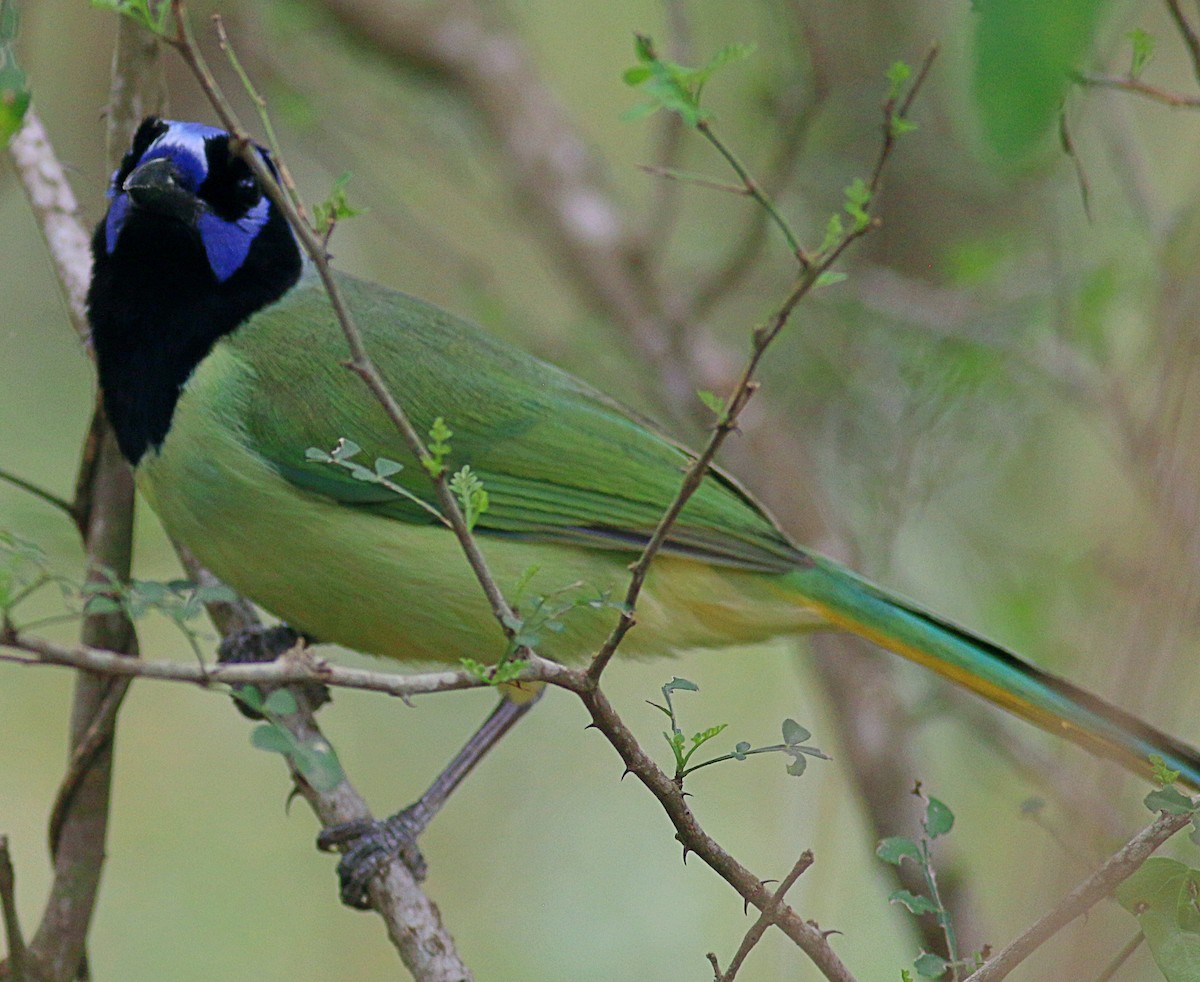 Green Jay - ML622220846