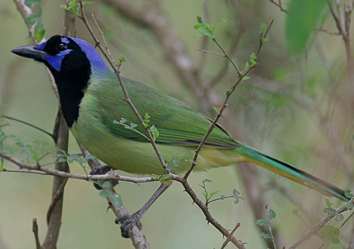 Green Jay - ML622220847