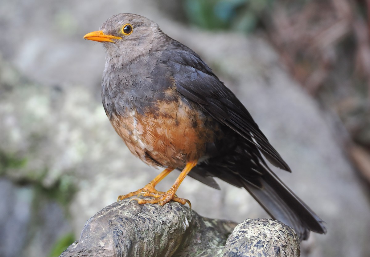 Island Thrush (Sumatran) - Stephan Lorenz