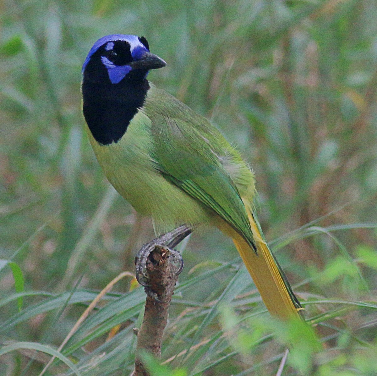 Green Jay - ML622220849