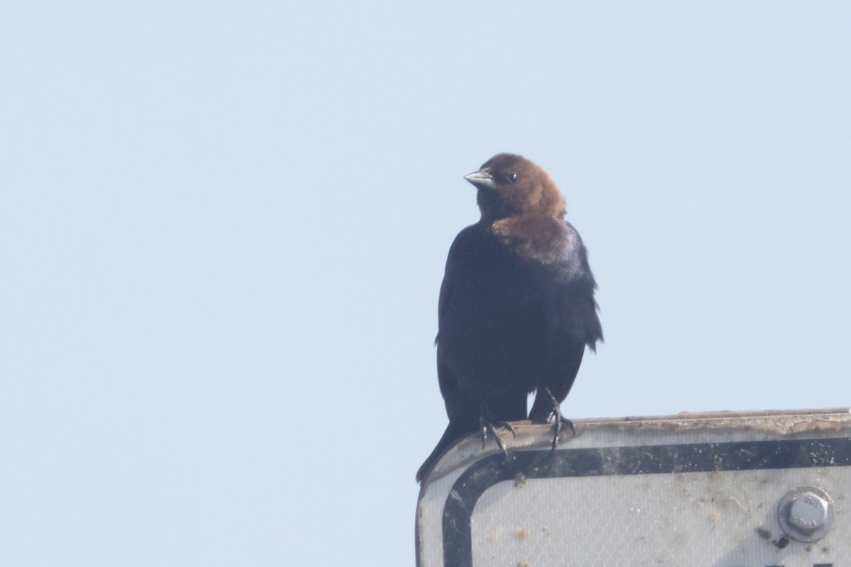 Brown-headed Cowbird - ML622220850