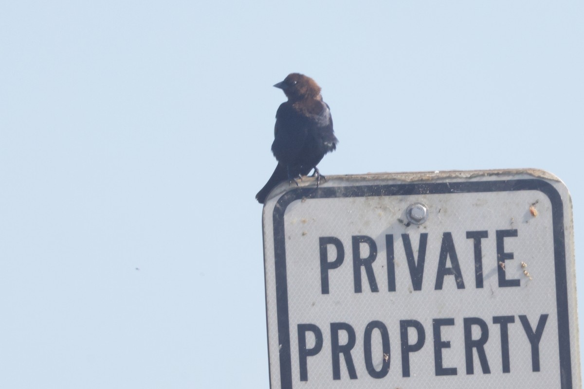 Brown-headed Cowbird - ML622220851