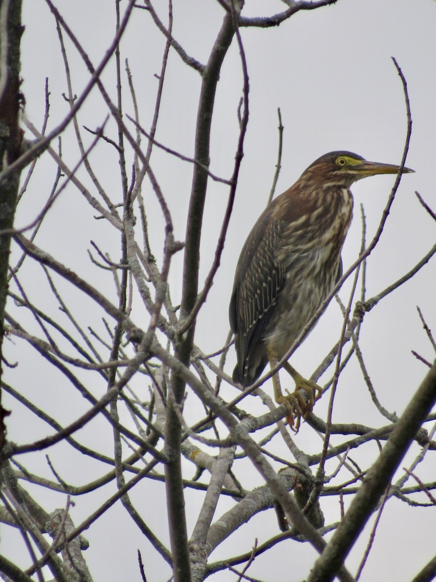 Green Heron - ML622220855