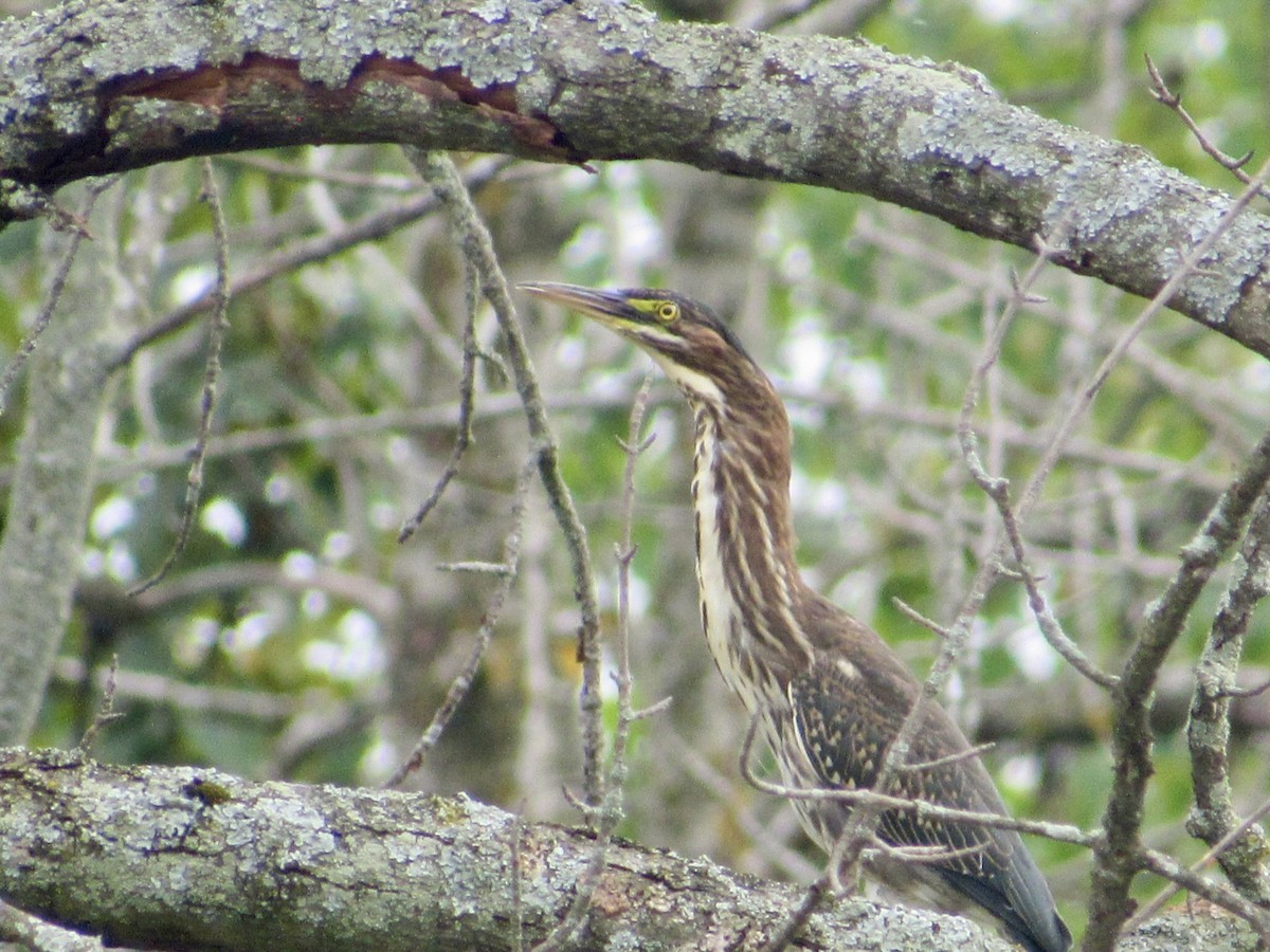 Green Heron - ML622220856