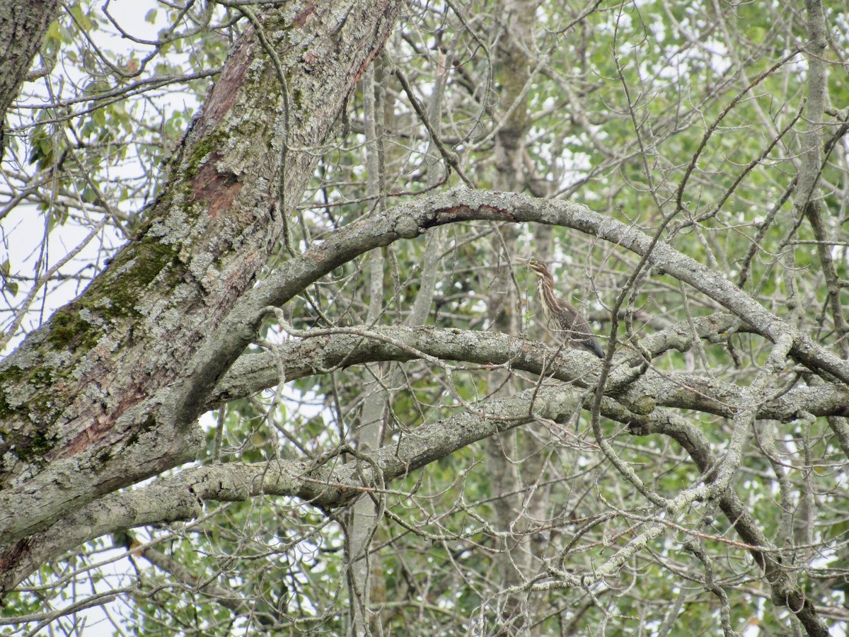 Green Heron - ML622220857