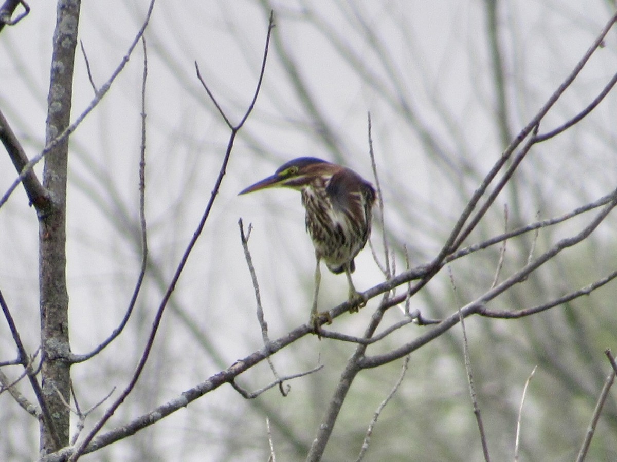 Green Heron - ML622220858