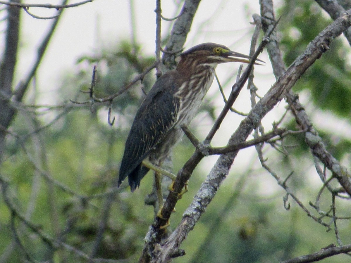 Green Heron - Alex Pereschuk