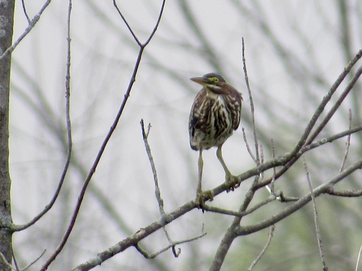 Green Heron - ML622220860