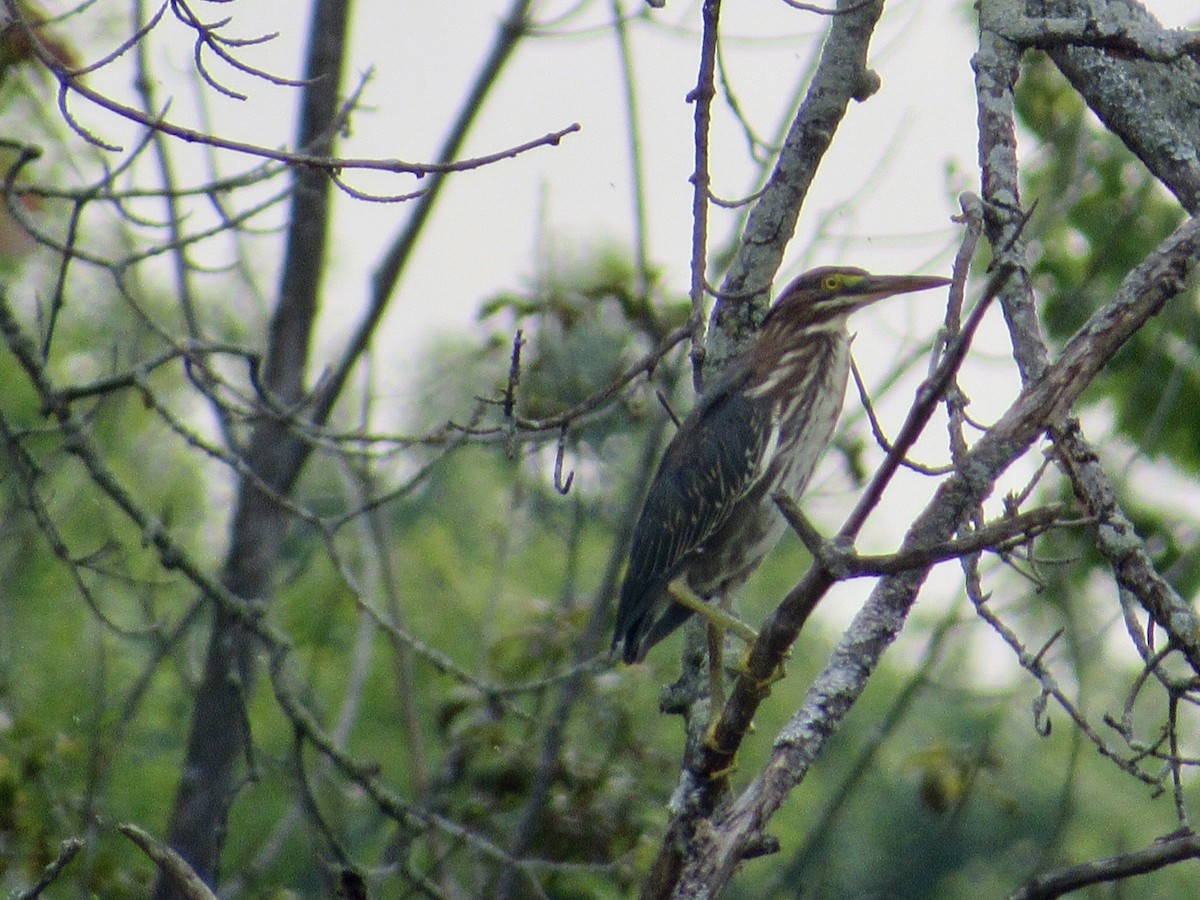 Green Heron - ML622220861