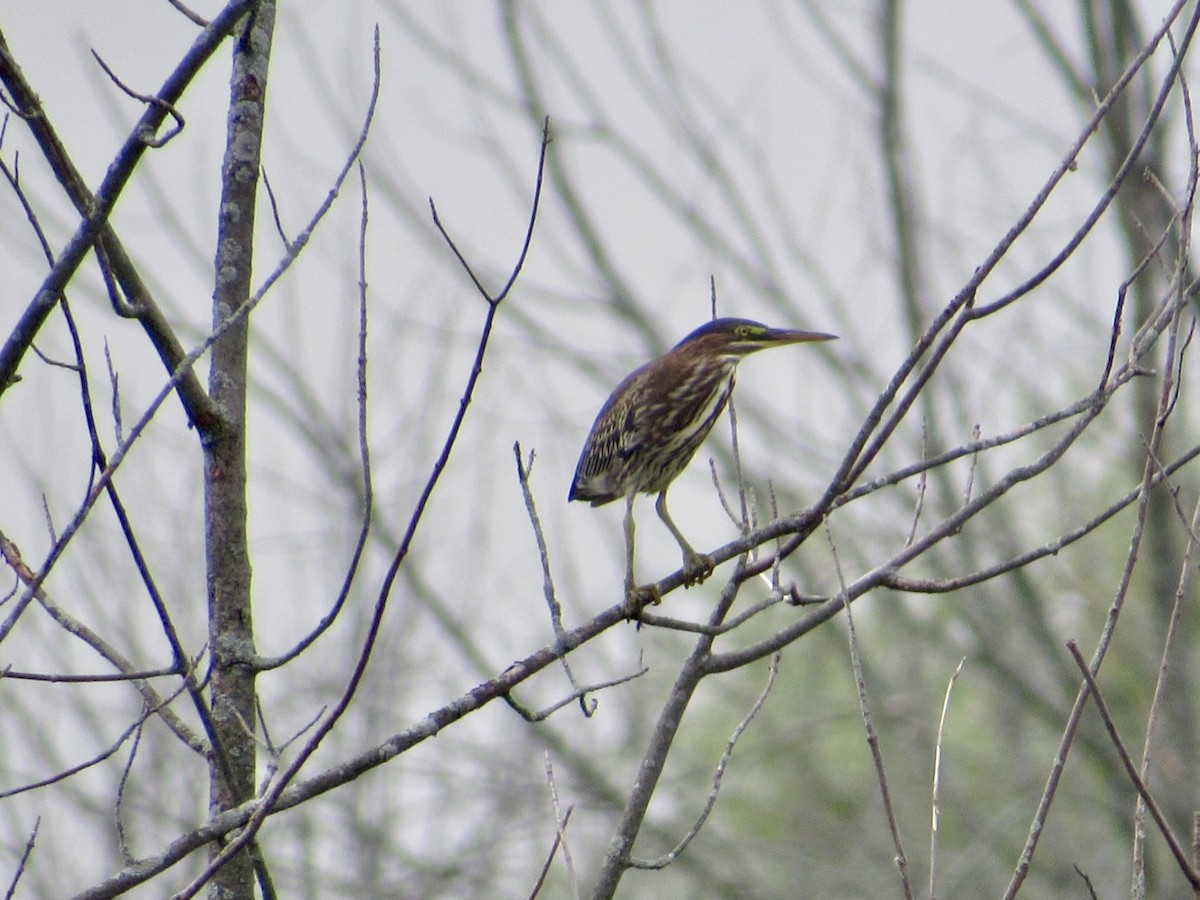 Green Heron - ML622220862