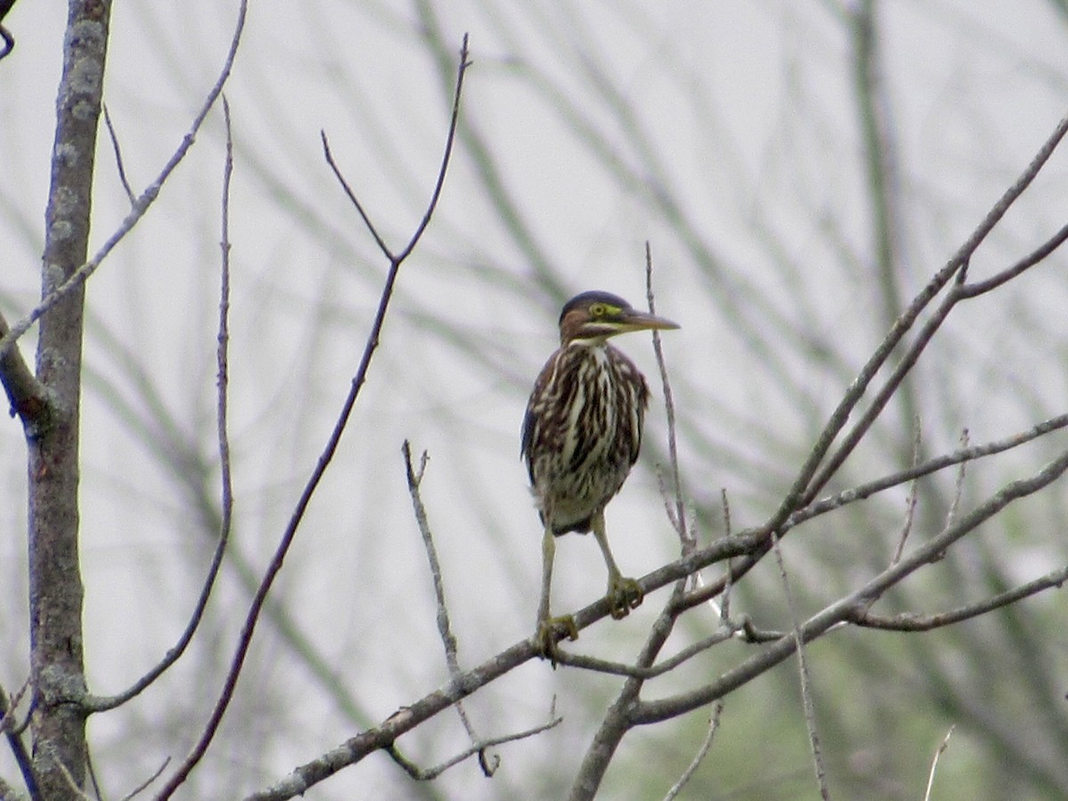 Green Heron - Alex Pereschuk