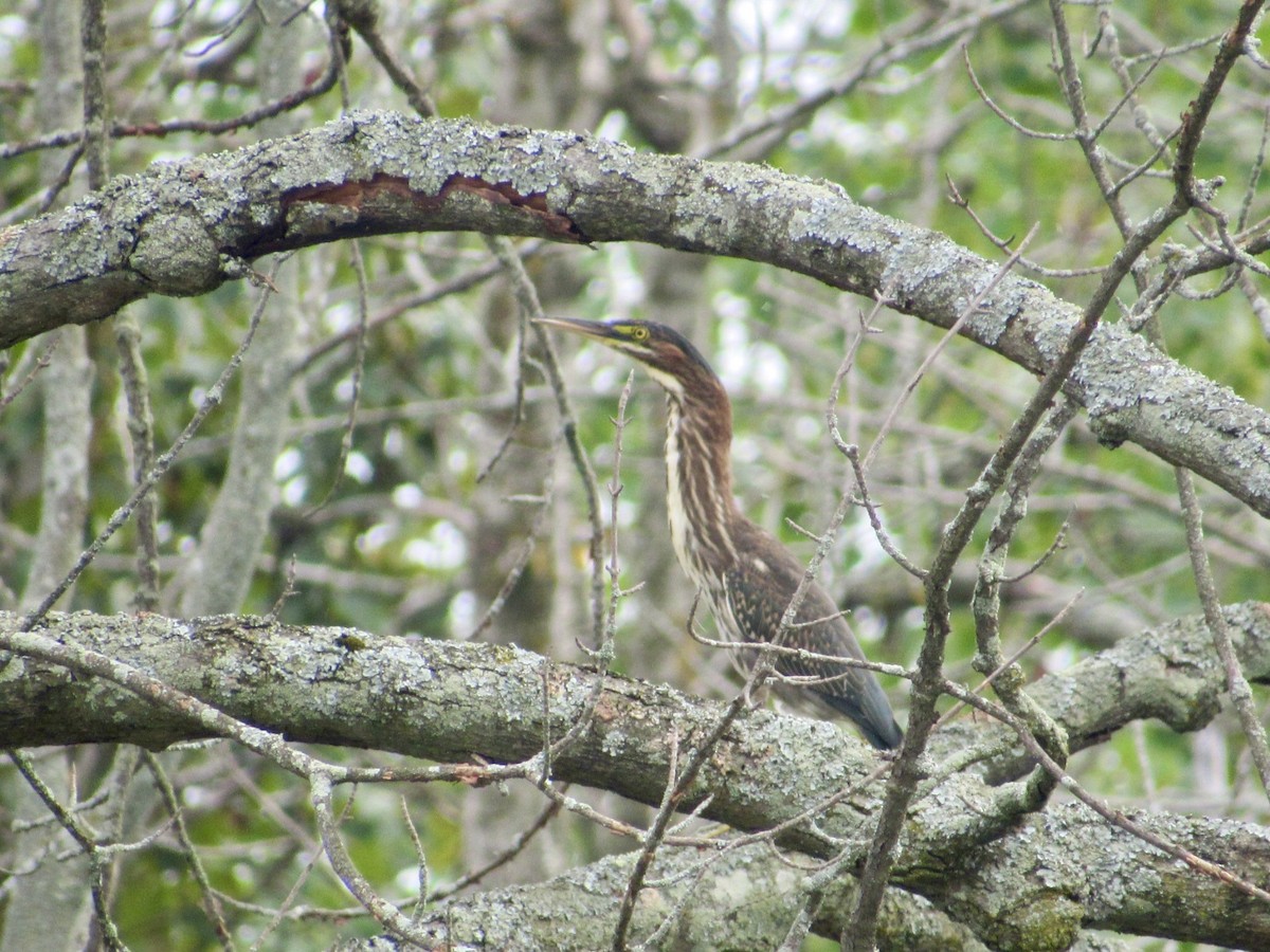 Green Heron - ML622220864