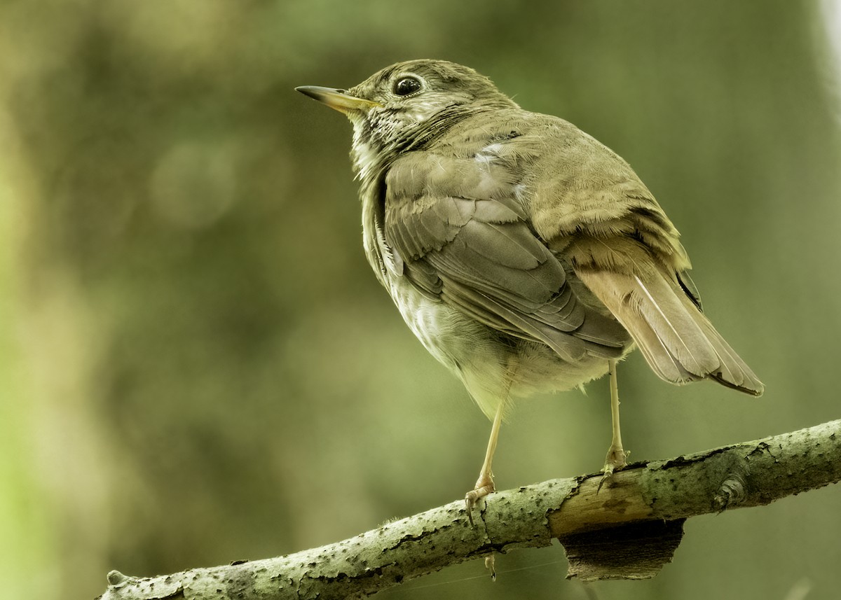 Hermit Thrush - ML622220868