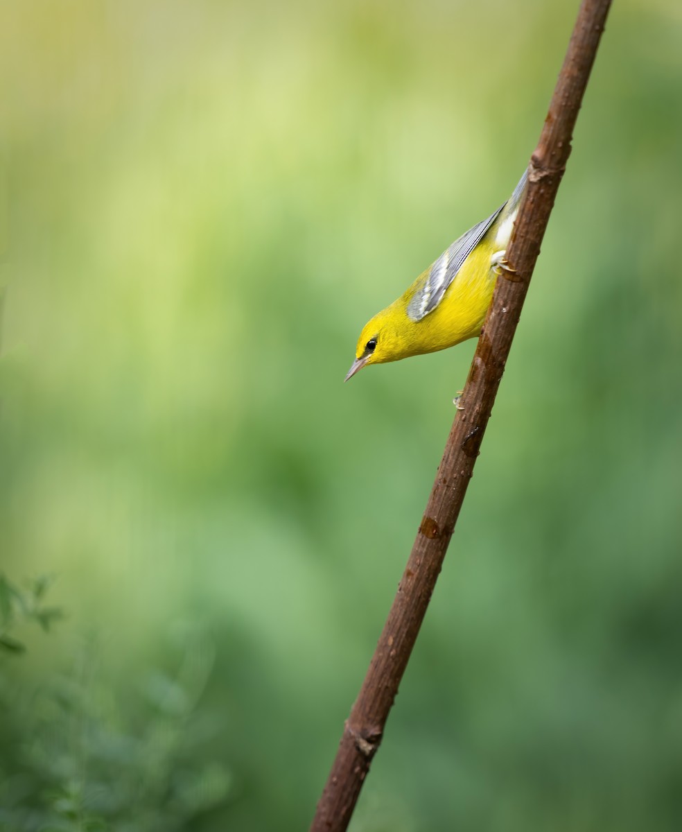 Blue-winged Warbler - Erica Heusser