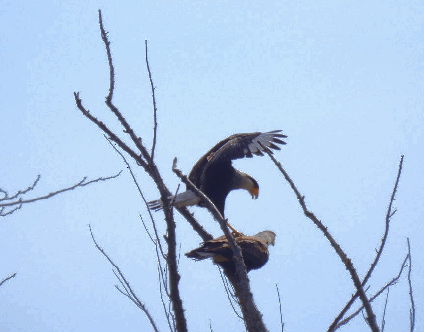 Crested Caracara - ML622220881