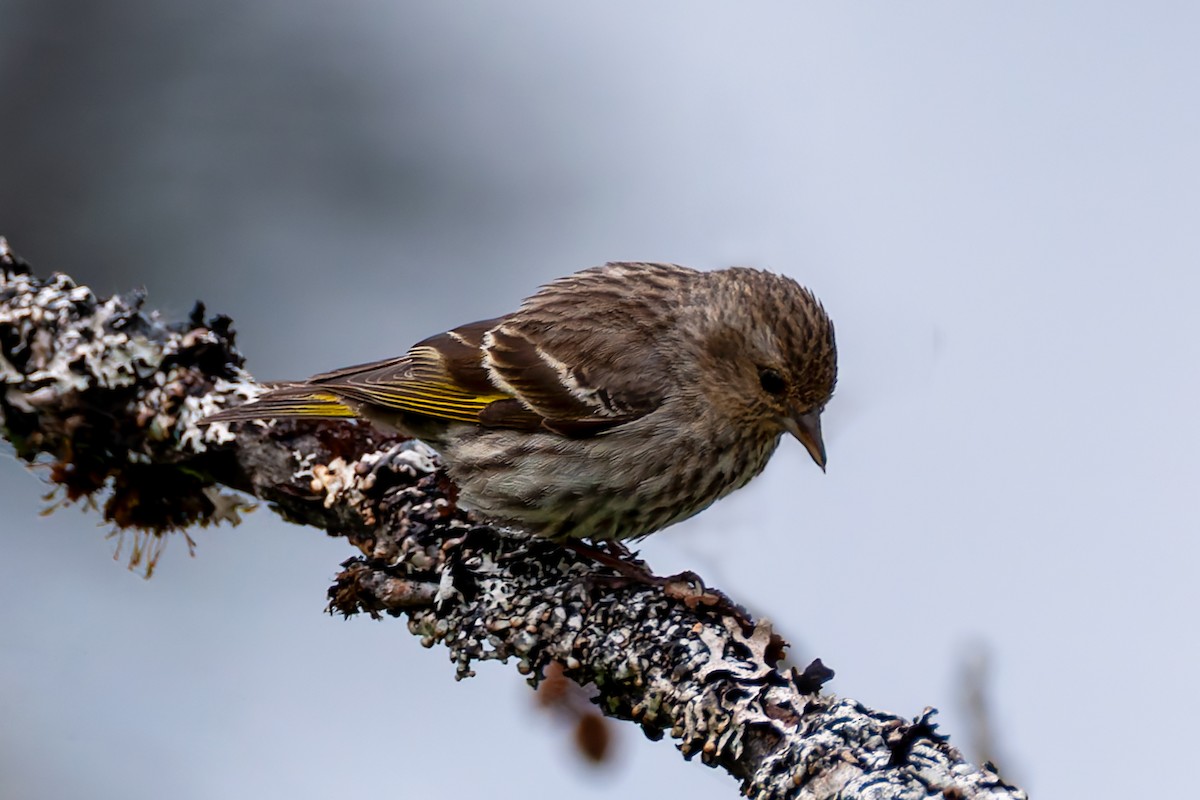 Pine Siskin - ML622220882