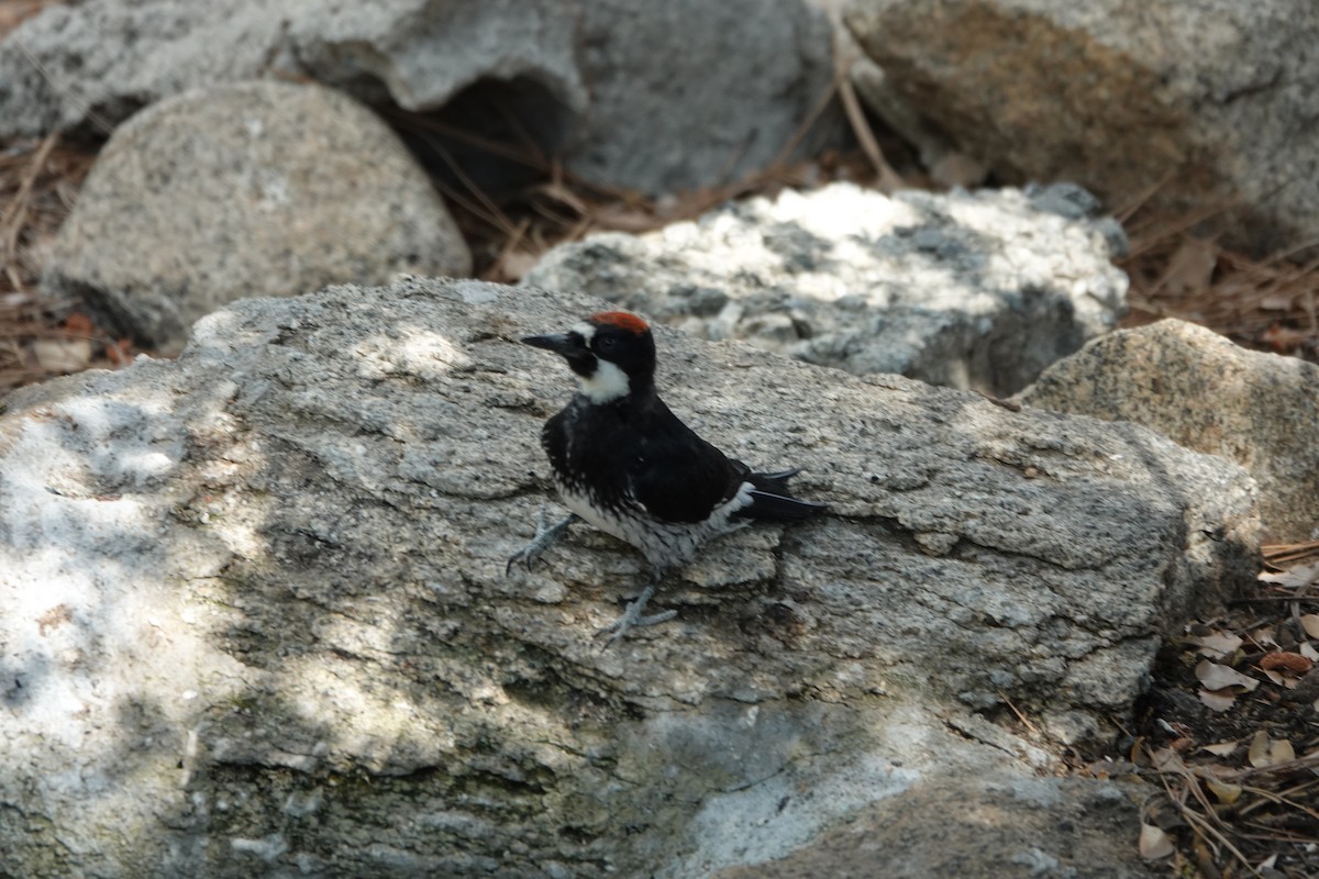 Acorn Woodpecker - ML622220932