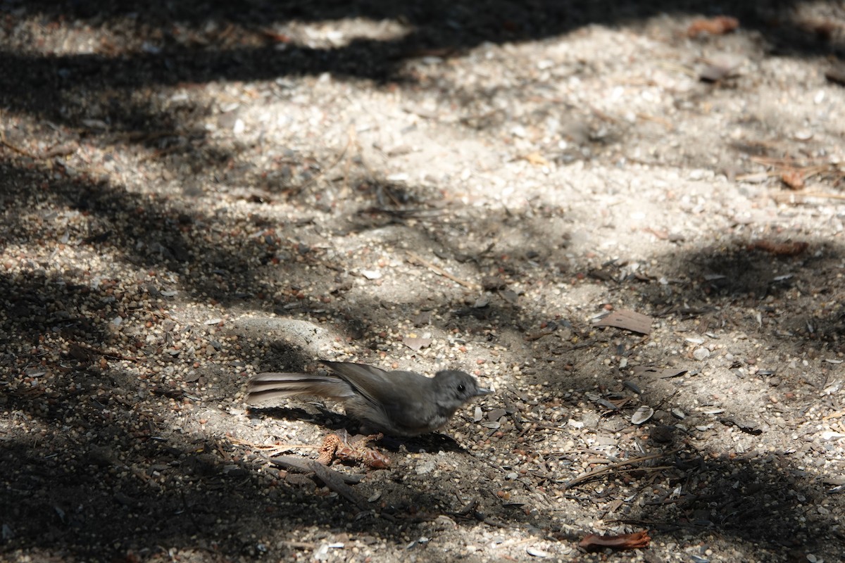 Oak Titmouse - ML622220938