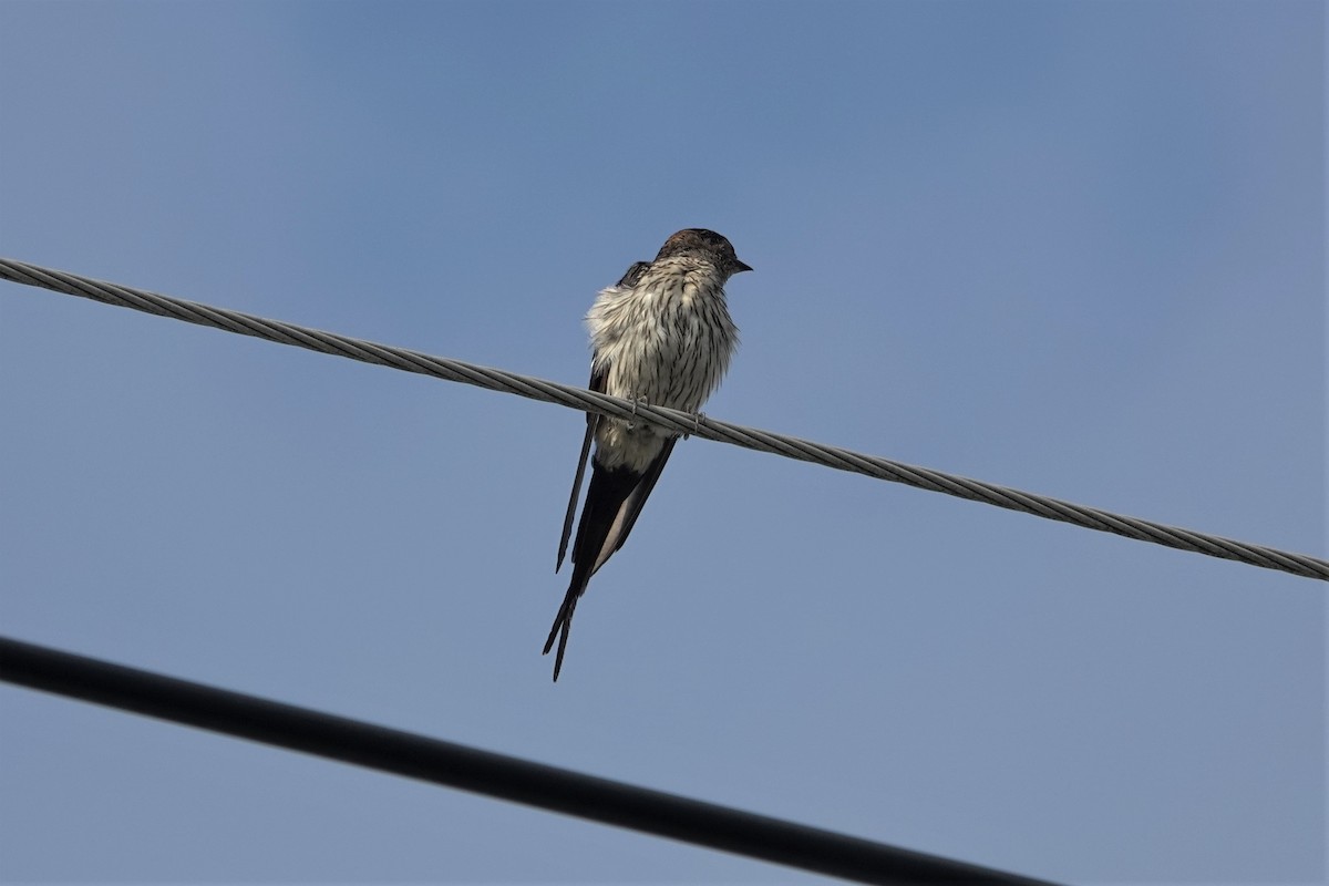 Striated Swallow - ML622220940