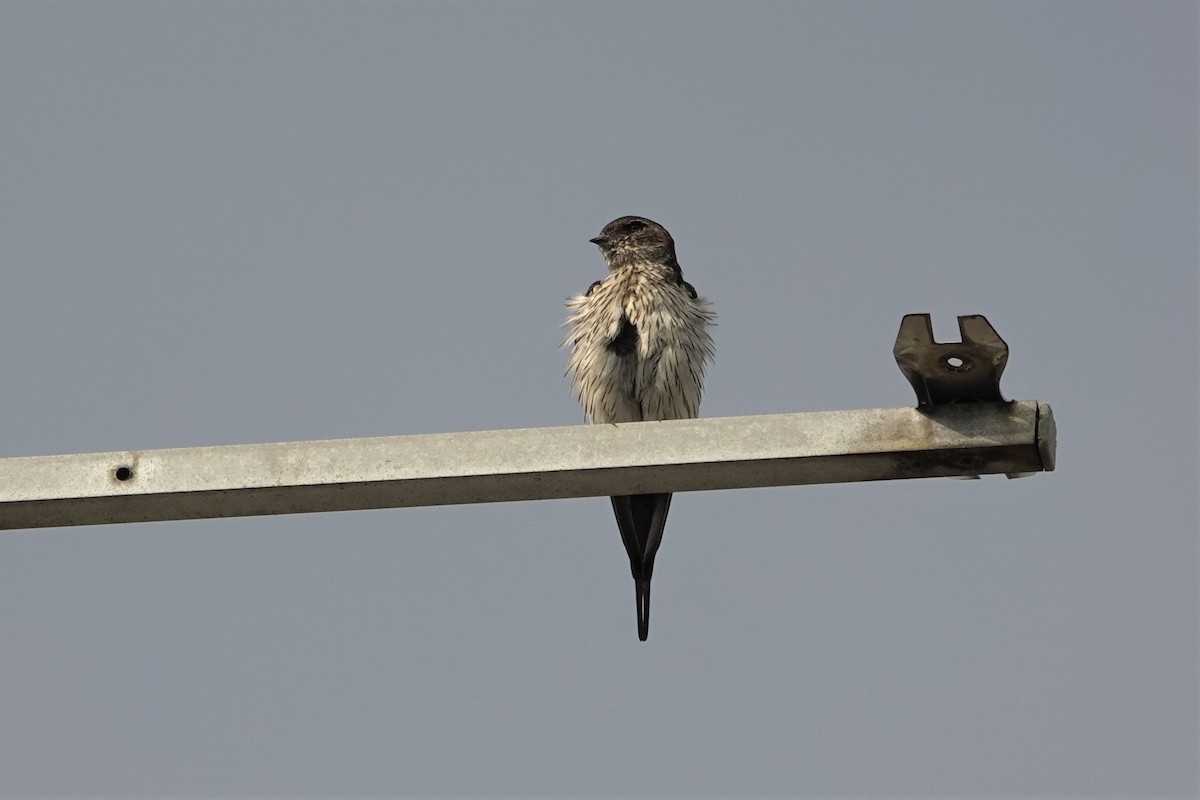 Striated Swallow - ML622220941