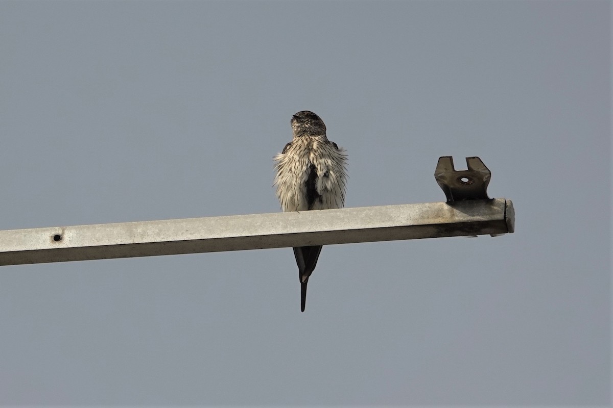 Striated Swallow - ML622220942