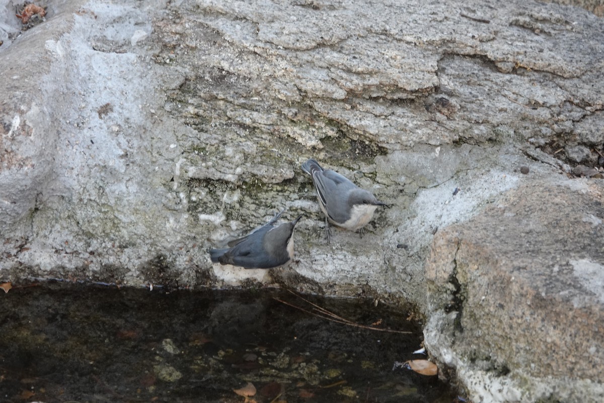 Pygmy Nuthatch - ML622220946