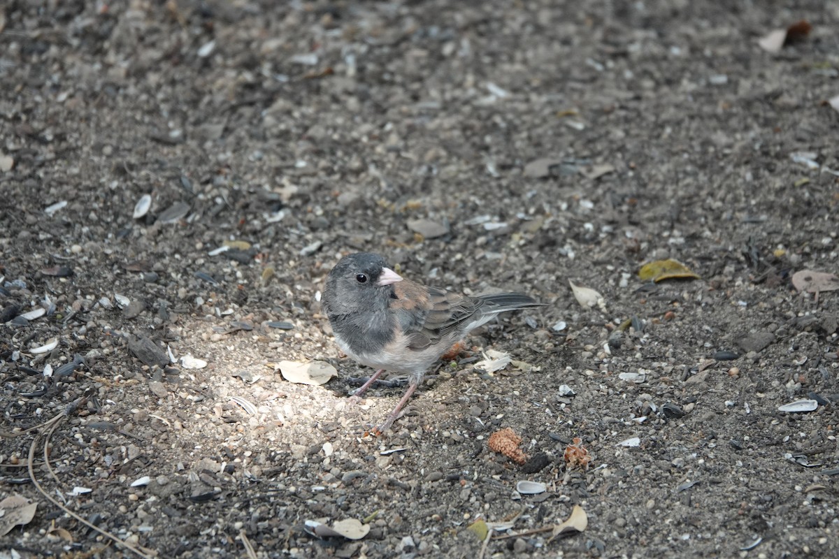 Dark-eyed Junco - ML622220955