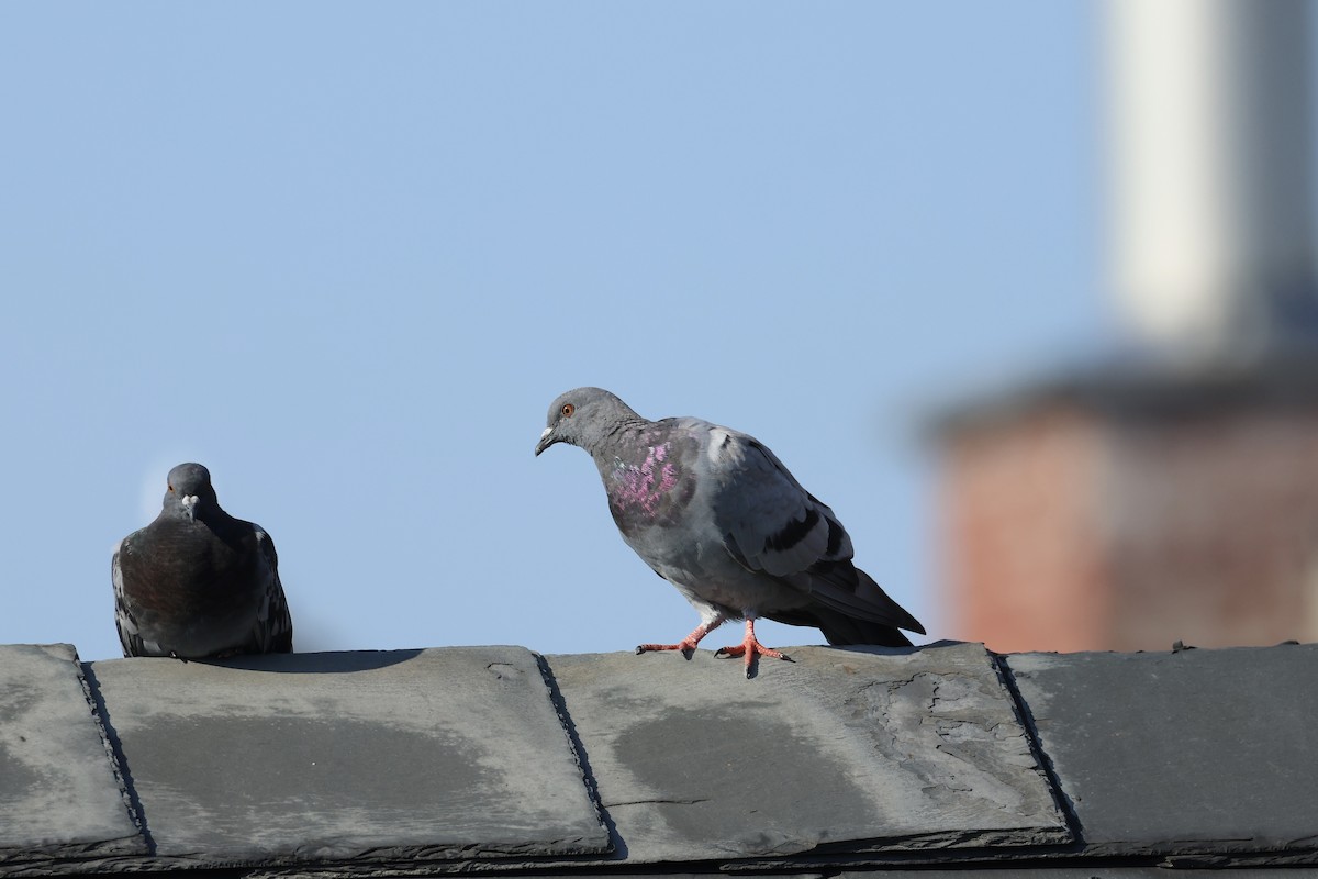 Rock Pigeon (Feral Pigeon) - ML622220957