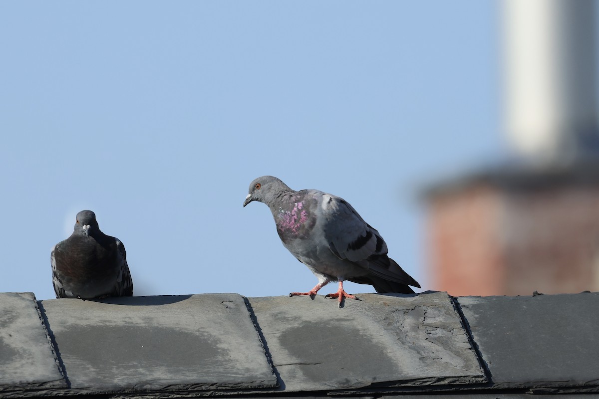 Rock Pigeon (Feral Pigeon) - E R