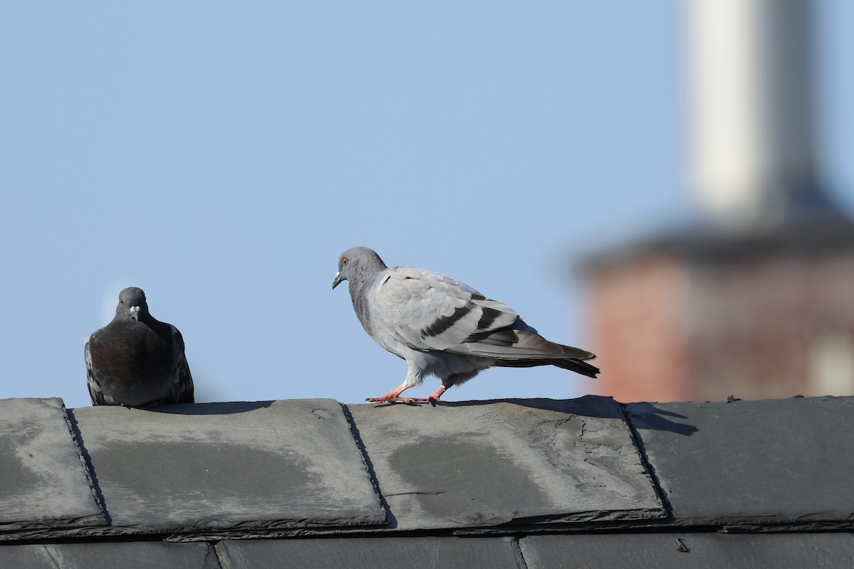 Rock Pigeon (Feral Pigeon) - ML622220958