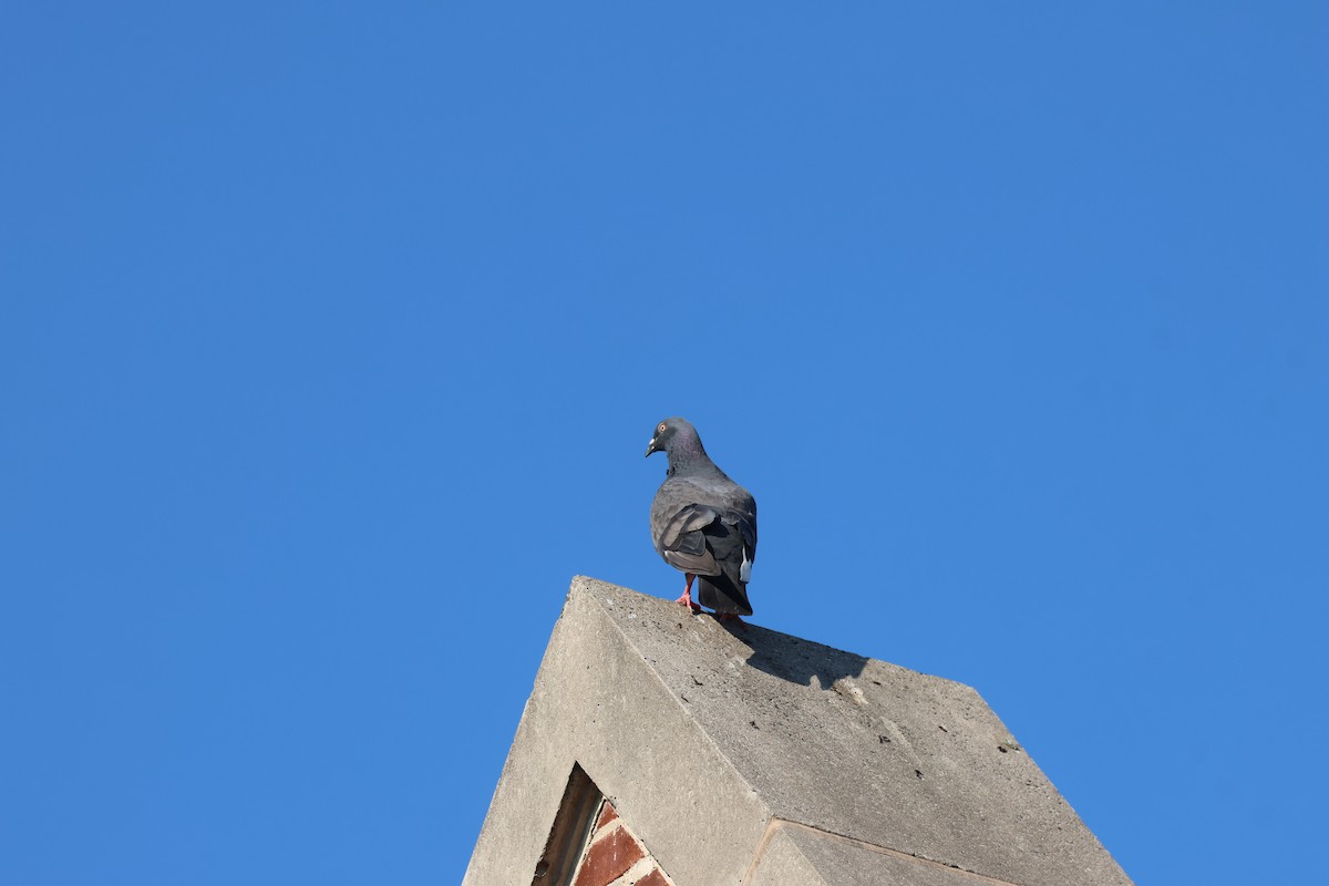 Rock Pigeon (Feral Pigeon) - ML622220960