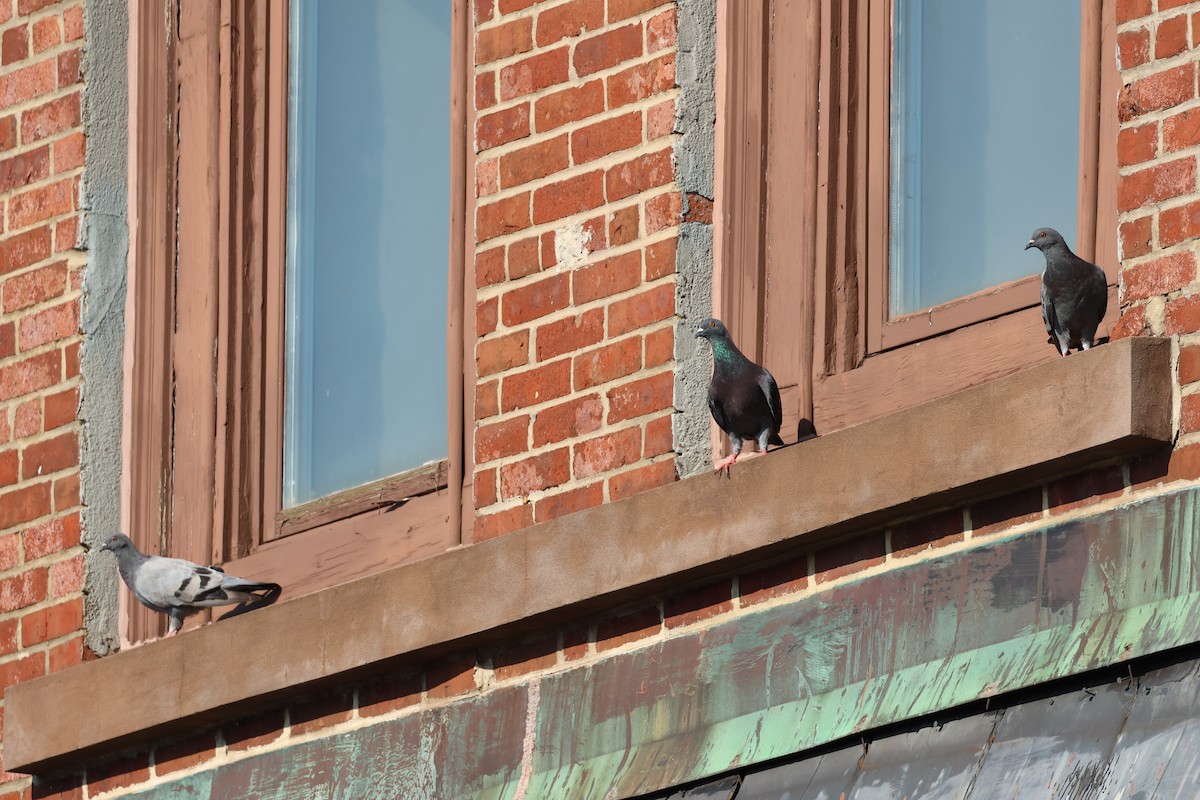 Rock Pigeon (Feral Pigeon) - ML622220961