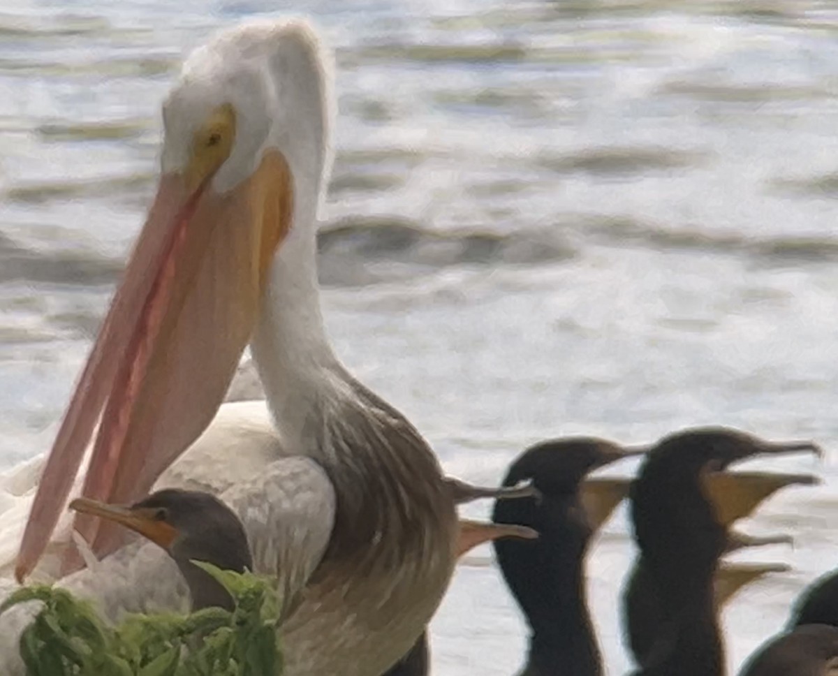 American White Pelican - ML622220978