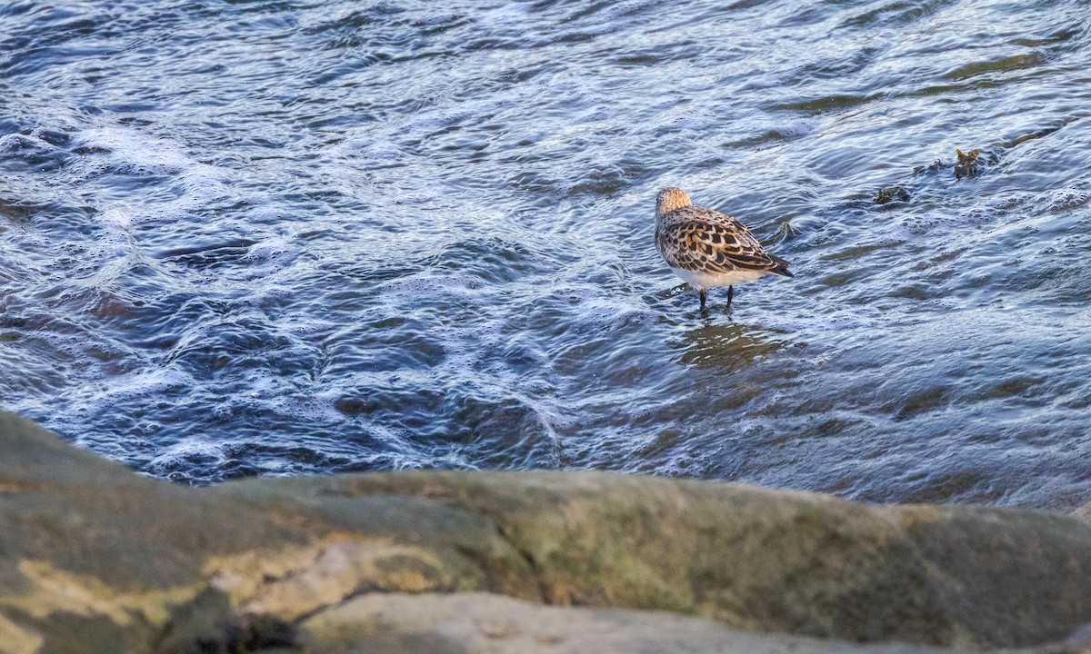 Sanderling - Drew Weber