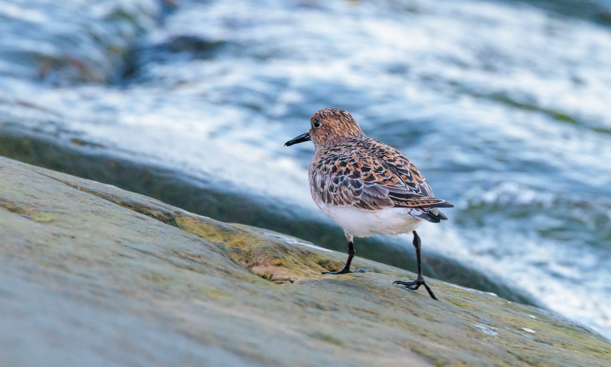 Bécasseau sanderling - ML622220998