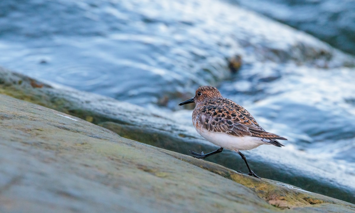 Bécasseau sanderling - ML622220999