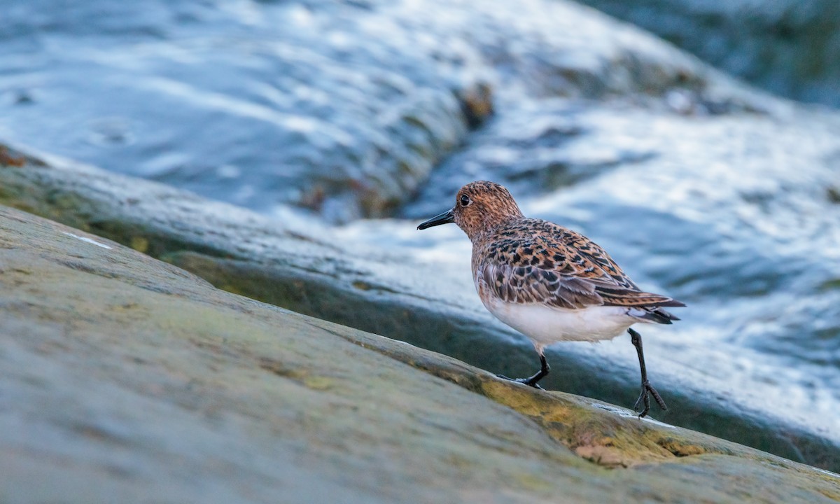 Sanderling - Drew Weber