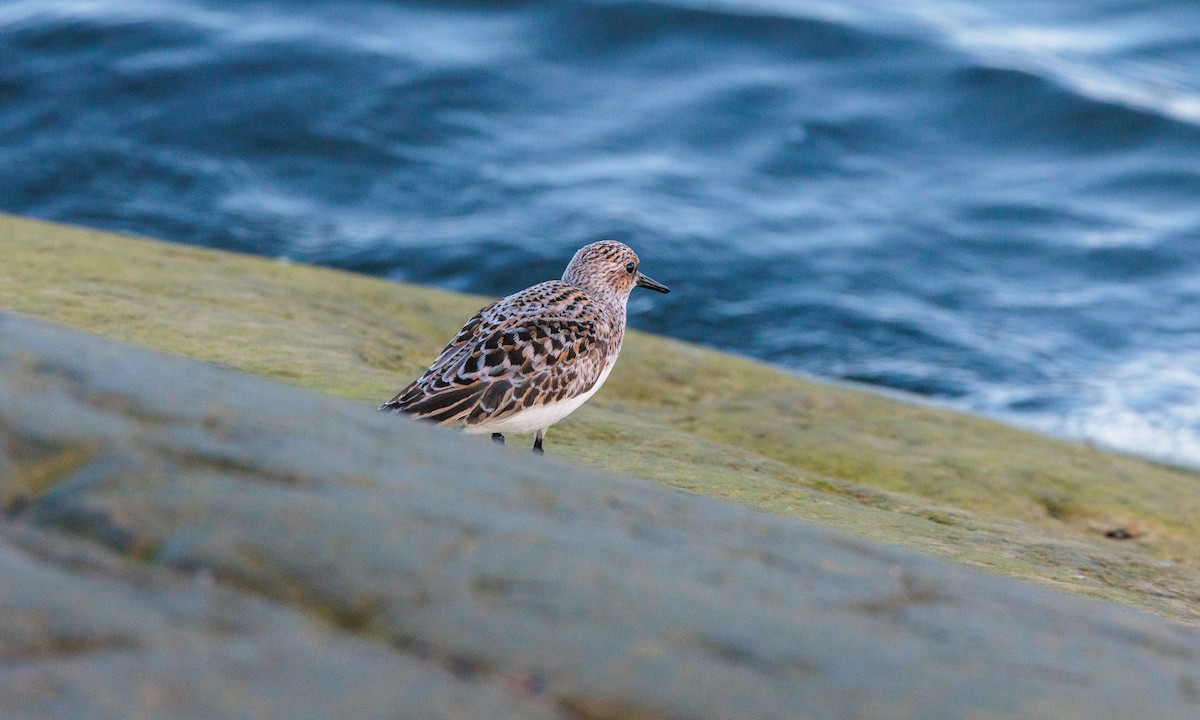 Bécasseau sanderling - ML622221001